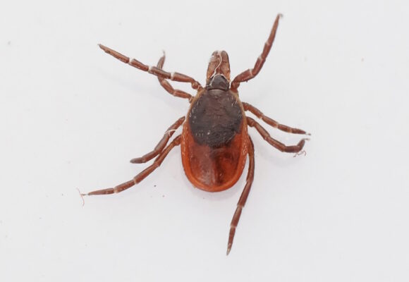 Eastern Black-legged Tick (Ixodes scapularis) © Quillipede &copy; @Quillipede (via iNaturalist, public domain)
