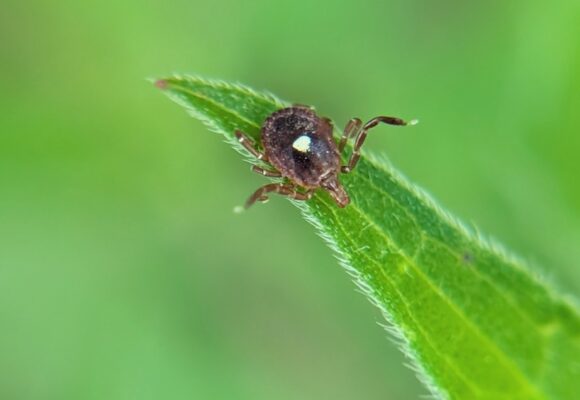 Lone Star Tick (Amblyomma americanum) &copy; Kristi Zoebelein (via iNaturalist, public domain)
