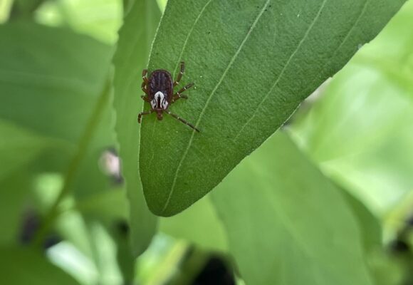 Gulf Coast Tick (Amblyomma maculatum) &copy; @mokeybear33 (via iNaturalist, public domain)