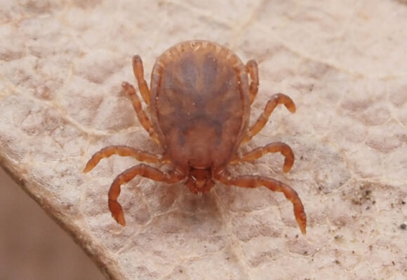 Asian Longhorned Tick (Haemaphysalis longicornis) &copy; @zygy (via iNaturalist, public domain)
