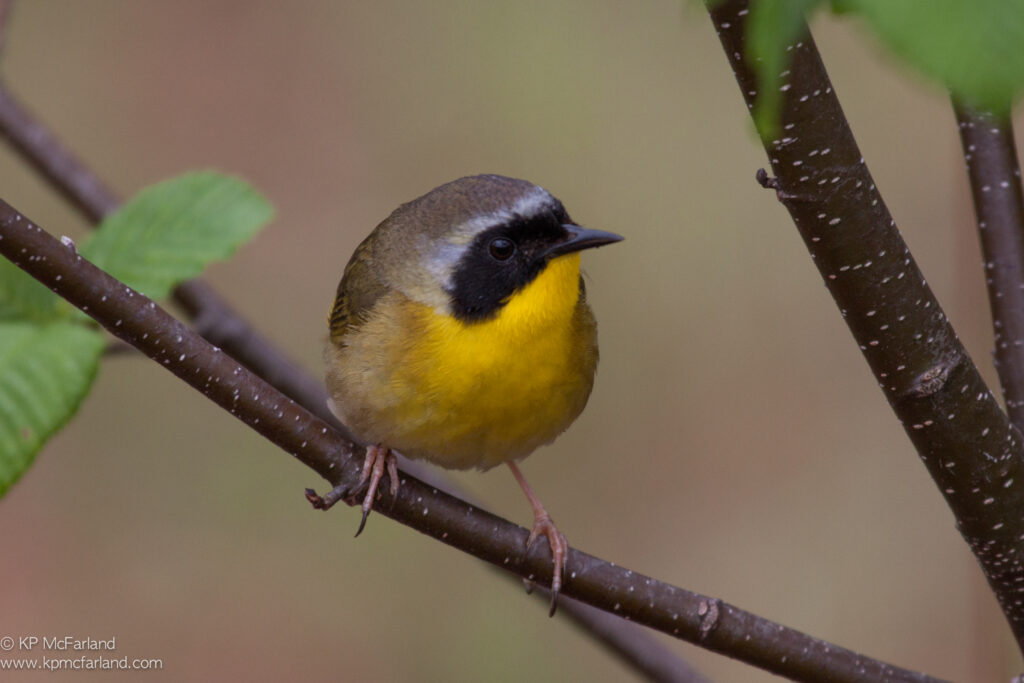 Common Yellowthroat perches on a branch