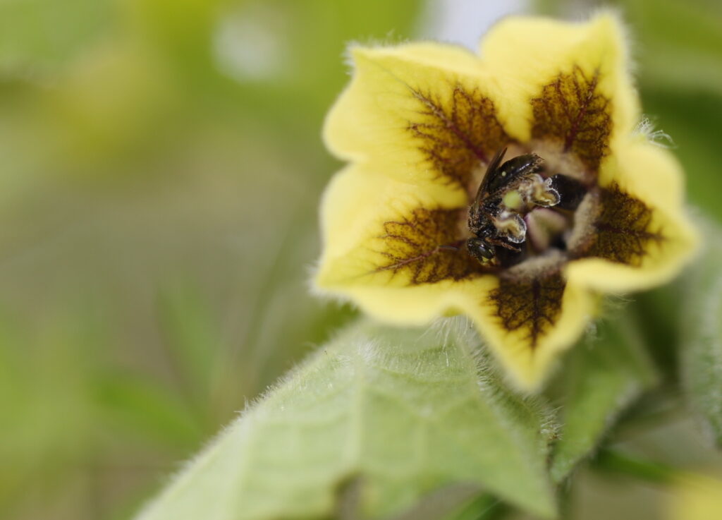 Ground-cherry Fairy Bee visiting a flower