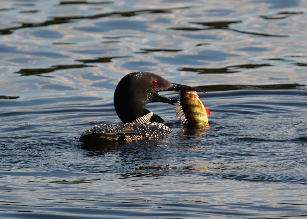 Common Loon feeding on perch