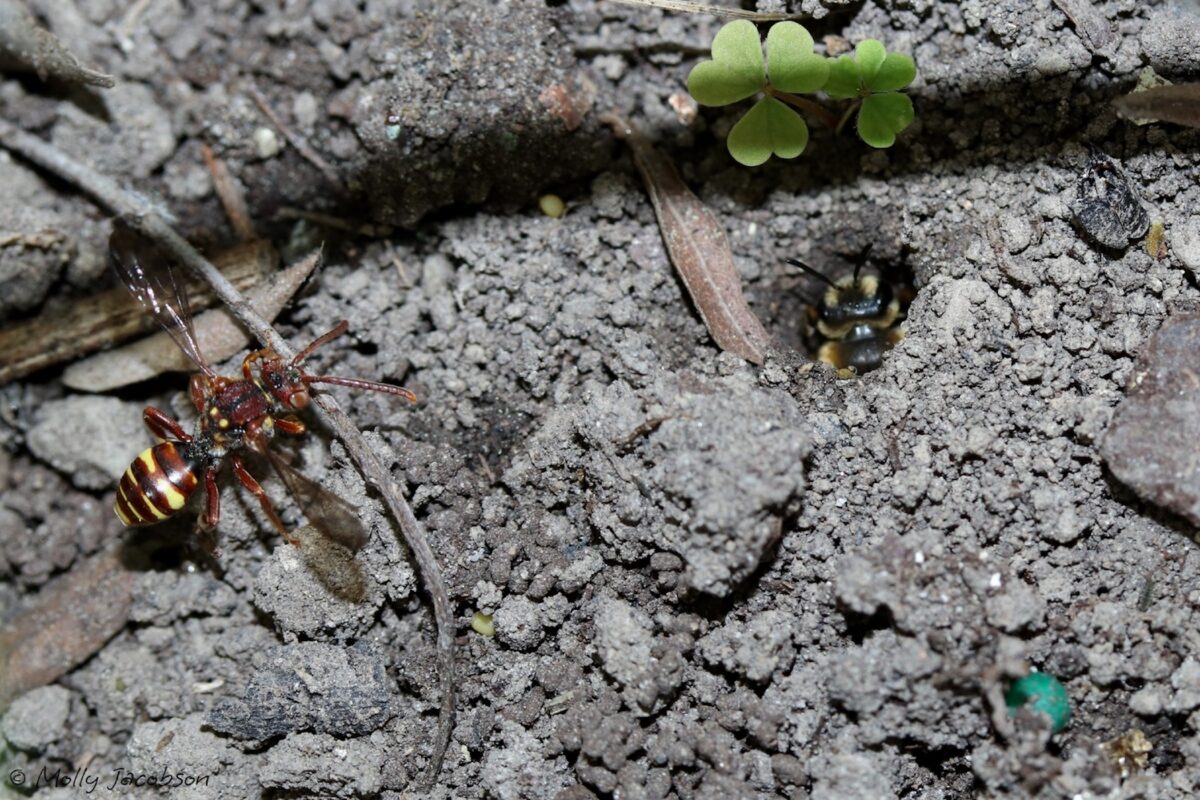 A female nomad bee (genus Nomada) waits for a chance to parasitize the nests of these Commodius Miners (Andrena commoda). &copy; Molly Jacobson (via iNaturalist, CC-BY-NC)