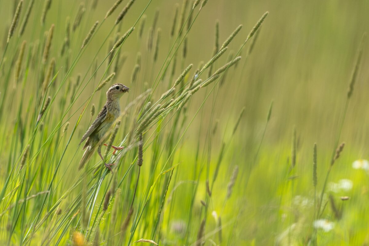 Bobolink (Dolichonyx oryzivorus) &copy; by Colleen Lawlor (via iNaturalist, licensed under CC-BY-NC)
