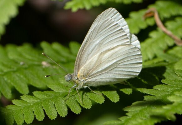 West Virginia White (Pieris virginiensis) &copy; Susan Elliot (via iNaturalist, licensed under CC-BY-NC)