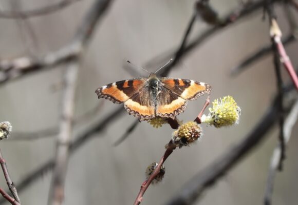 Milbert's Tortoiseshell (Aglais milberti) &copy; Sue Elwell 