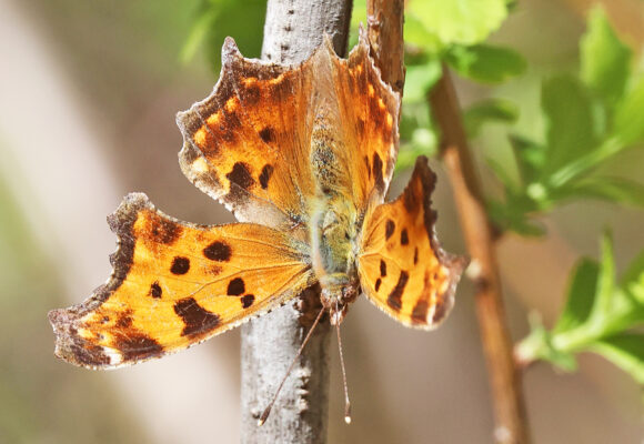 Eastern Comma (Polygonia comma)  &copy; Tom Murray (via iNaturalist, licensed under CC-BY-NC)