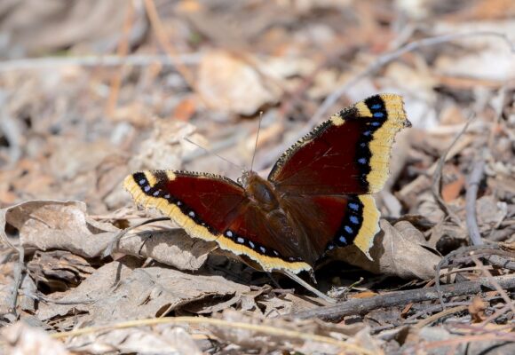 Mourning Cloak (Nymphalis antiopa) &copy; Adam Jackson