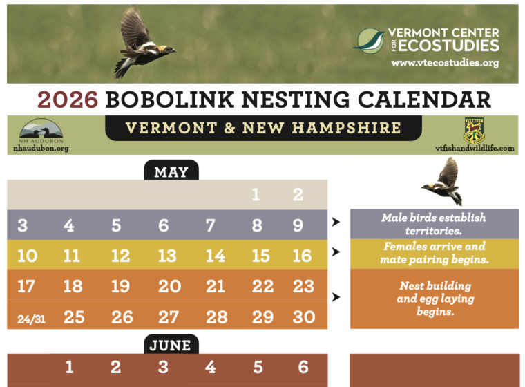 2026 Bobolink Nesting Calendar