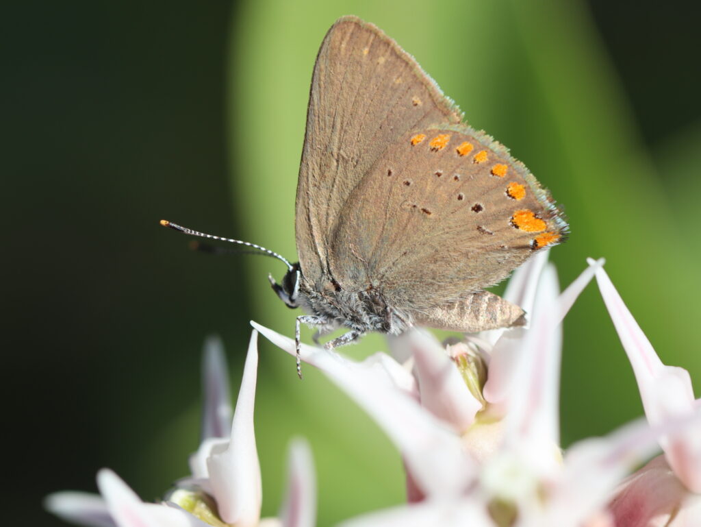 Photo by Sue Elwell