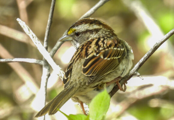White-throated Sparrow (Zonotrichia albicollis). By Eric Schiff, via iNaturalist, public domain. 