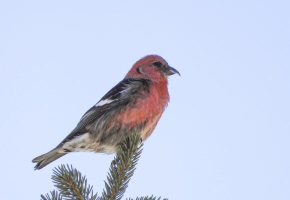 White-winged Crossbill (Loxia leucoptera) &copy; @ jlefor (via iNaturalist, licensed under CC-BY-NC)