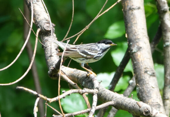 Blackpoll Warbler (Setophaga striata) &copy; @ yellowb (via iNaturalist, licensed under CC-BY-NC)