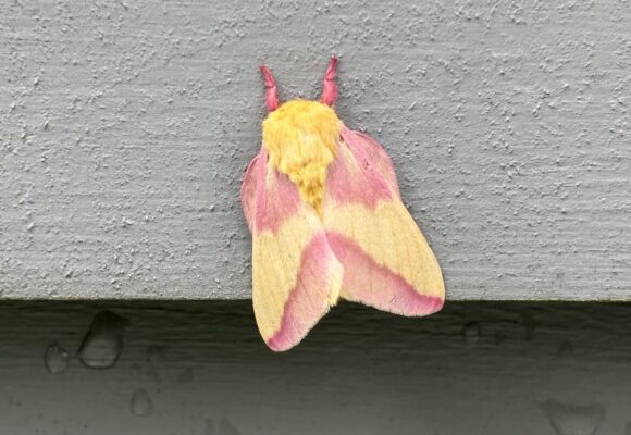 Rosy Maple Moth (Dryocampa rubicunda). Public domain 