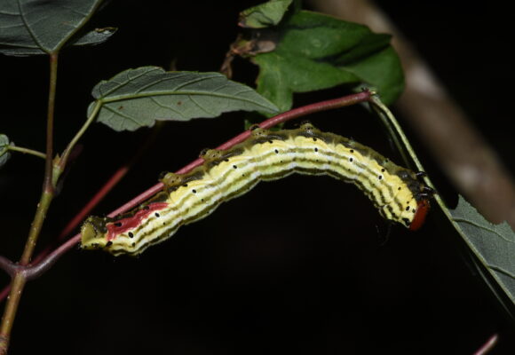 Rosy Maple caterpillar &copy; Ashley Bosarge (via iNaturalist, CC-BY-NC)