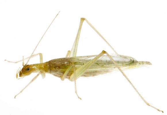 First known state record of Davis’ Tree Cricket (Oecanthus exclamationis) found on Mount Mansfield, Vermont on 16 Sept. 2015 &copy; Kent McFarland