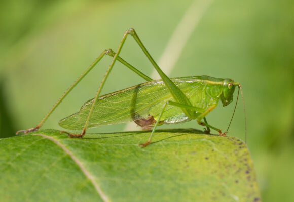Scudder's Bush Katydids (Genus Scudderia) &copy; Kent McFarland