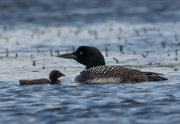 Common Loon chick and parent  &copy; @peterselmayr (via iNaturalist, licensed under CC-BY-NC)