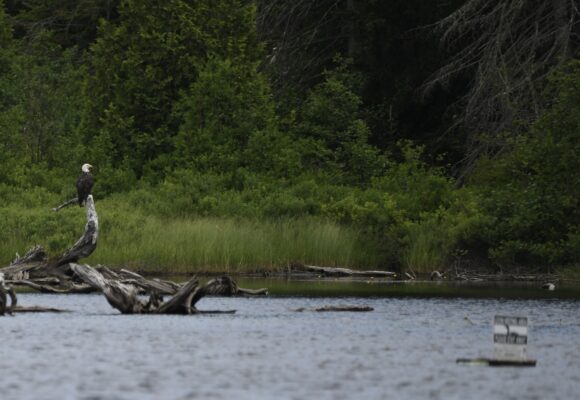 Bald Eagle perched over Lake Averill with a loon nesting sign in the foreground &copy; Rebecca Scott (via iNaturalist, licensed under CC-BY-NC)