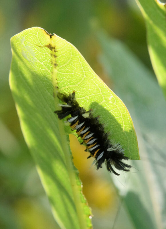 Milkweed Tussock Moth (Euchaetes egle) &copy; Sandy Thomas (via iNaturalist Pollinators Interactions on Plants Project, licensed under CC-BY-NC)