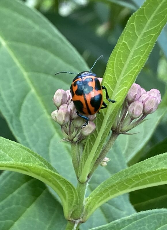 Milkweed Leaf Beetle (Labidomera clivicollis)  &copy; @JSReiff (via iNaturalist Pollinators Interactions on Plants Project, licensed under CC-BY-NC)