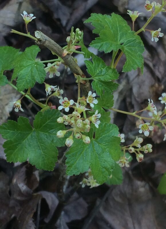 Skunk Currant (Ribes glandulosum)  &copy; Naturalist Charlie (via iNaturalist, licensed under CC-BY-NC)