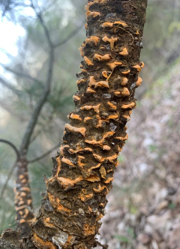 White Pine Blister Rust (Cronartium ribicola)  &copy; Levi Smith (via iNaturalist, licensed under CC-BY-NC)