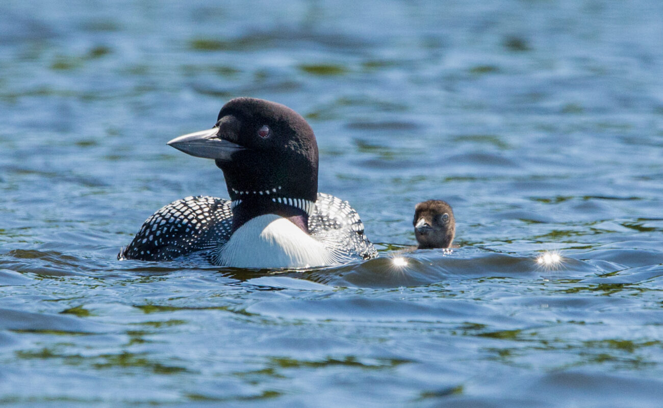 Adult loon and loon chick in the water