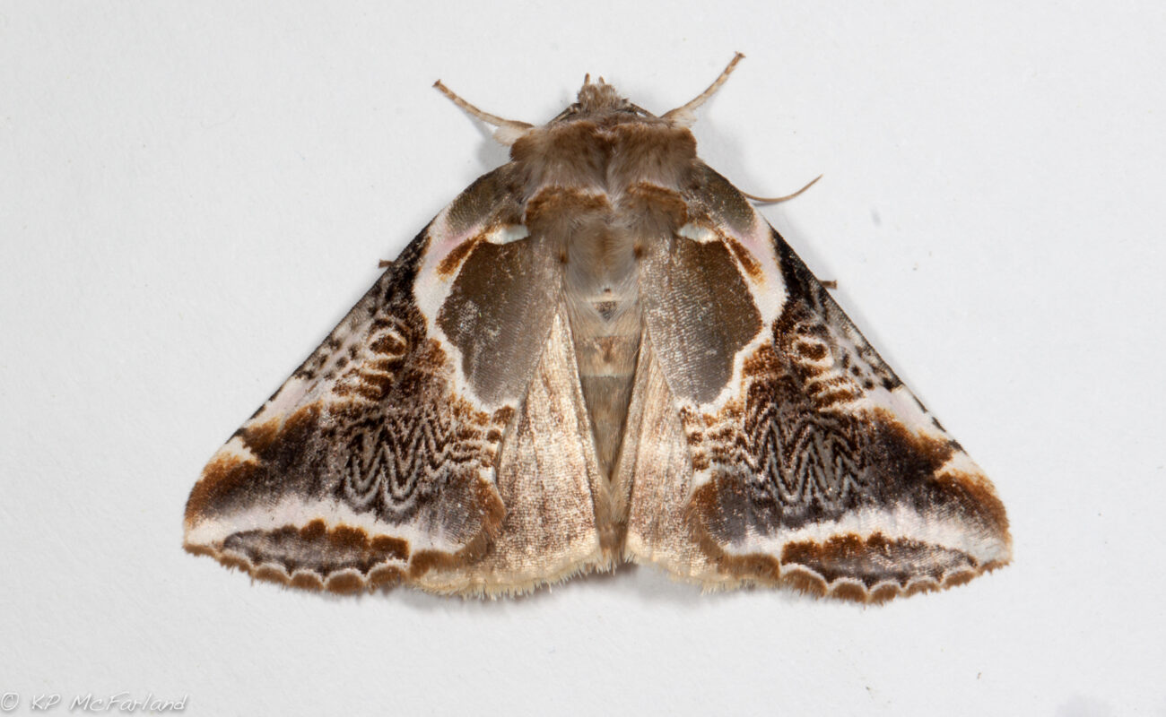 Lettered Habrosyne (Habrosyne scripta)