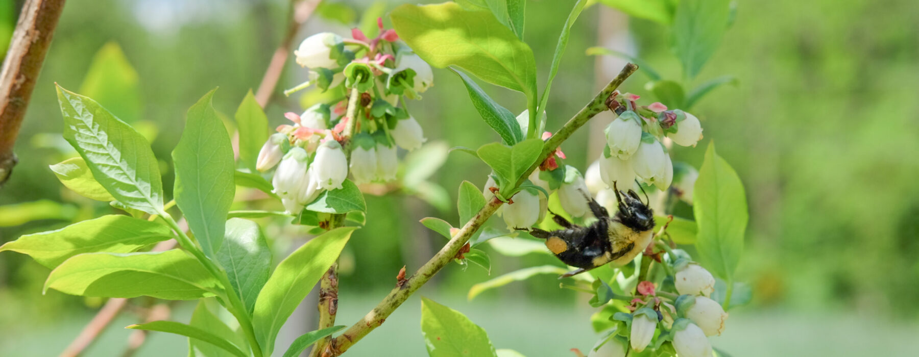 Two young women observe and photograph insects