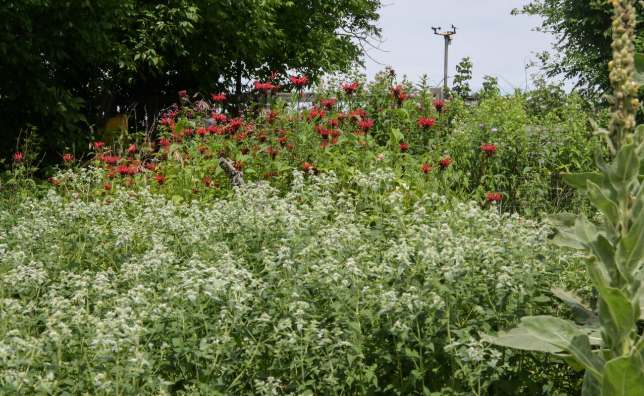 A garden of native flowers