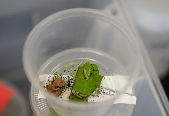 Monarch caterpillars being raised in VCE's lab  &copy; Alden Wicker