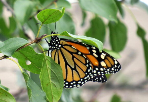 Monarch butterfly &copy; Roy Pilcher