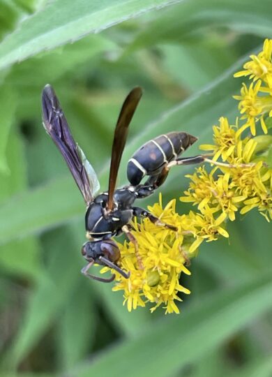 Northern Paper Wasp (Polistes fuscatus) &copy; @danly on iNaturalist, some rights reserved CC-BY-NC