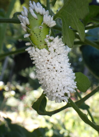 Hornworm Parasitoid Wasp (Cotesia congregata) cocoons on a Tobacco Hornworm (Manduca sexta) &copy; K.C. Bergdoll on iNaturalist, some rights reserved CC-BY-NC