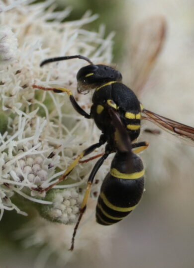 Catskill Potter Wasp (Ancistrocerus catskill) &copy; Amy Guala on iNaturalist, some rights reserved CC-BY-NC