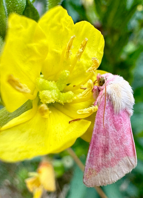 Primrose Moth (Schinia florida) on Common Evening-Primrose (Oenothera biennis) &copy; Bryan Pfeiffer on iNaturalist, some rights reserved CC-BY-NC