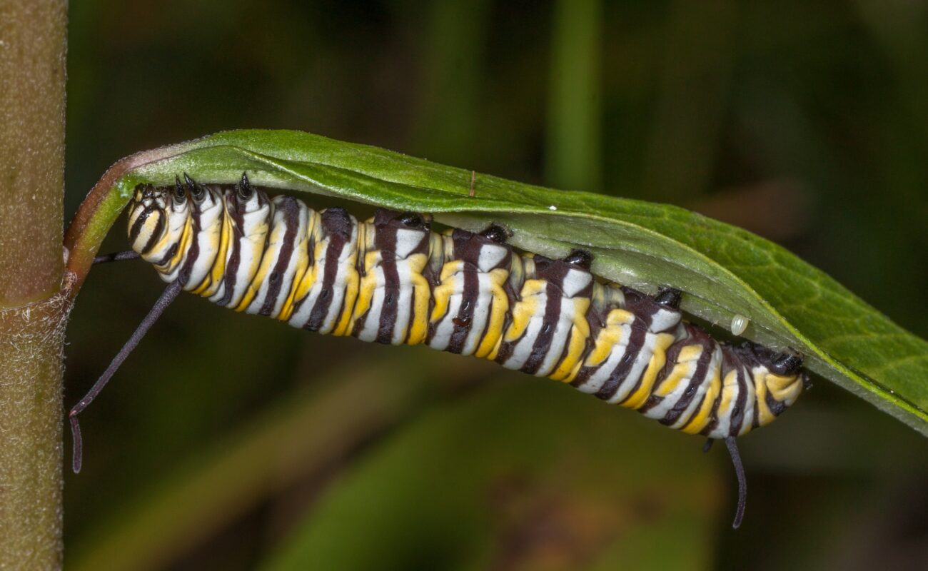 A Monarch caterpillar on a milkweed leaf