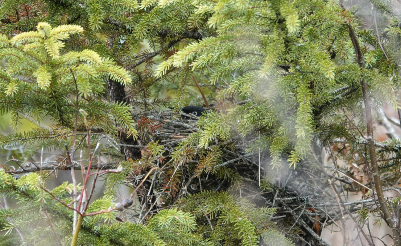 Rusty Blackbird on a nest