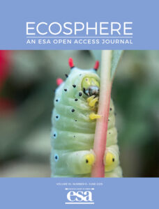 a close-up image of a Promethea Moth caterpillar.