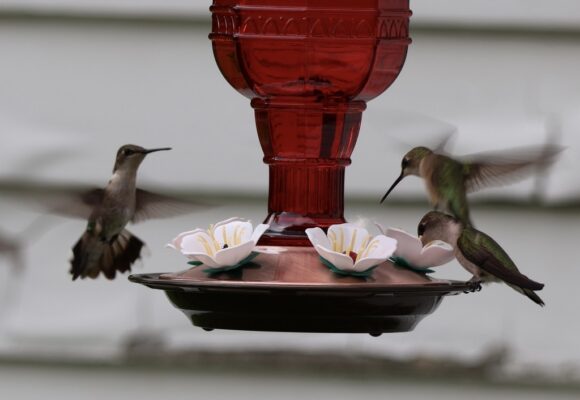 Ruby-throated Hummingbirds (Archilochus colubris) at a Vermont feeder &copy;  redeft23 on iNaturalist, some rights reserved CC-BY-NC