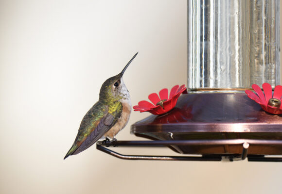 A vagrant Rufous Hummingbird (Selasphorus rufus) at a Connecticut feeder  &copy; Terence Zahner, some rights reserved CC-BY-NC