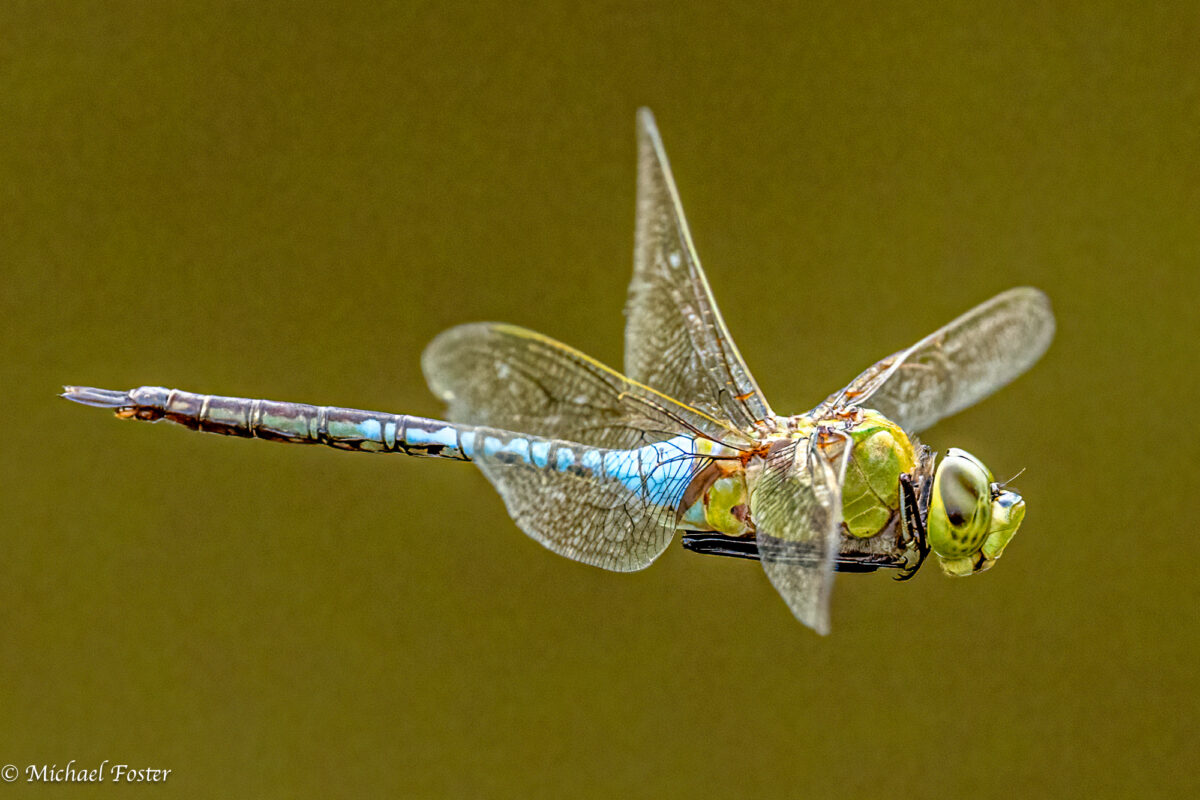 Common Green Darner (Anax junius) &copy; Michael Foster, some rights reserved CC-BY-NY