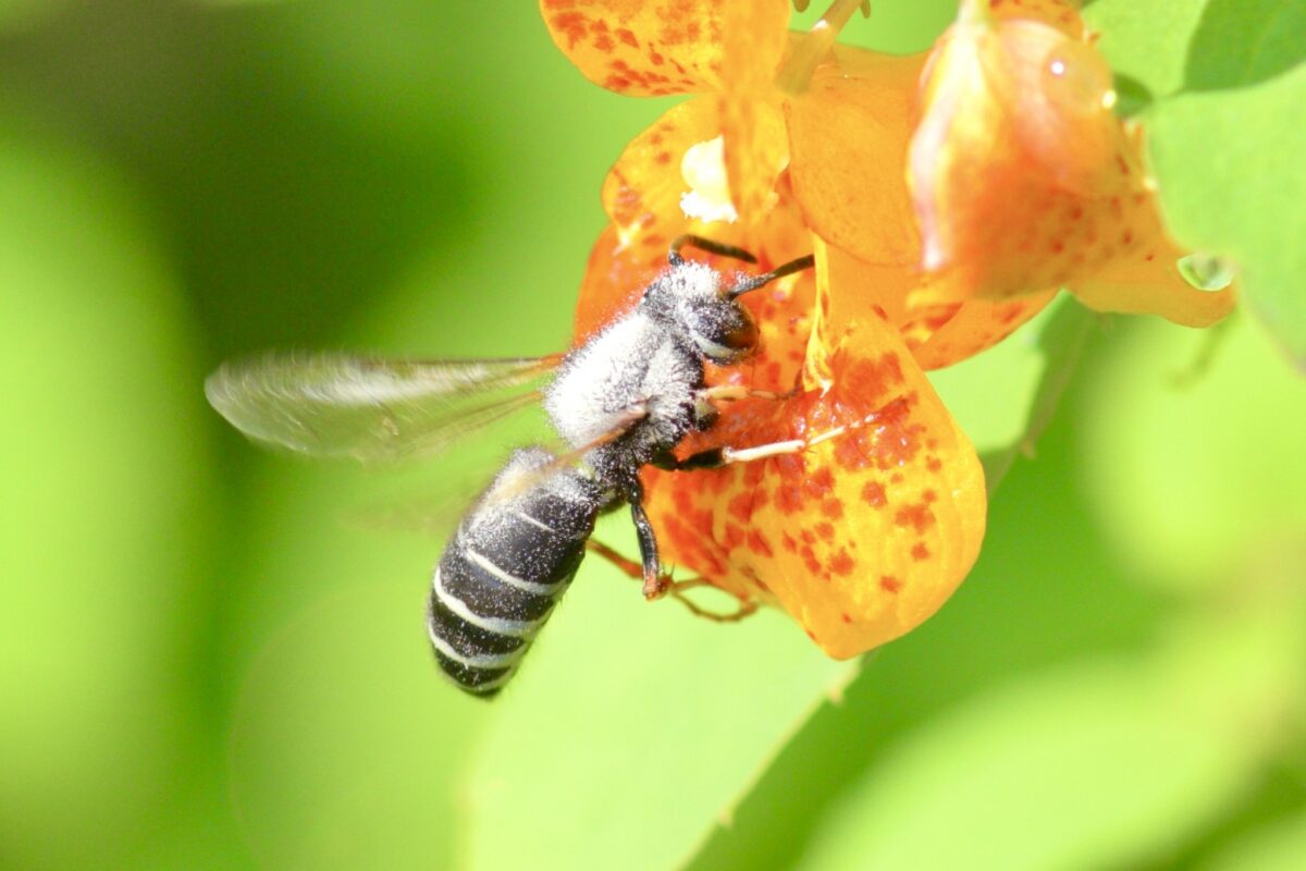 A Blackjacket (Vespula consobrina) heavily laden with Common Jewelweed (Impatiens capensis) pollen. &copy; © Bernie Paquette