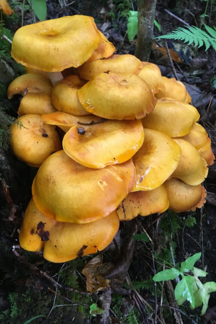 Jack-O’-Lantern Mushroom (Omphalotus illudens) &copy; ahomans, public domain