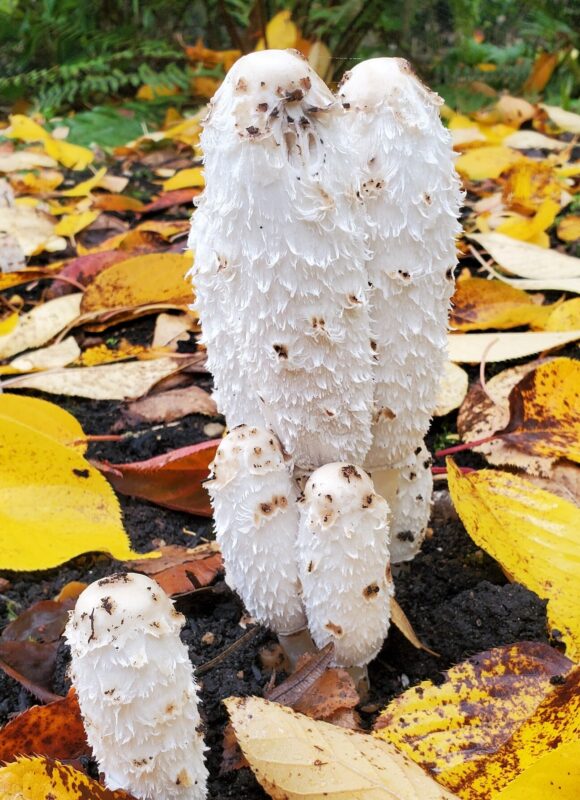 Frightening Fungi of New England's Autumn