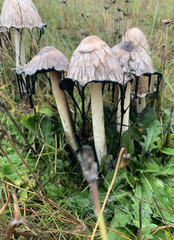 Deliquescencing Shaggy Manes (Coprinus comatus) &copy; Mike Palmer