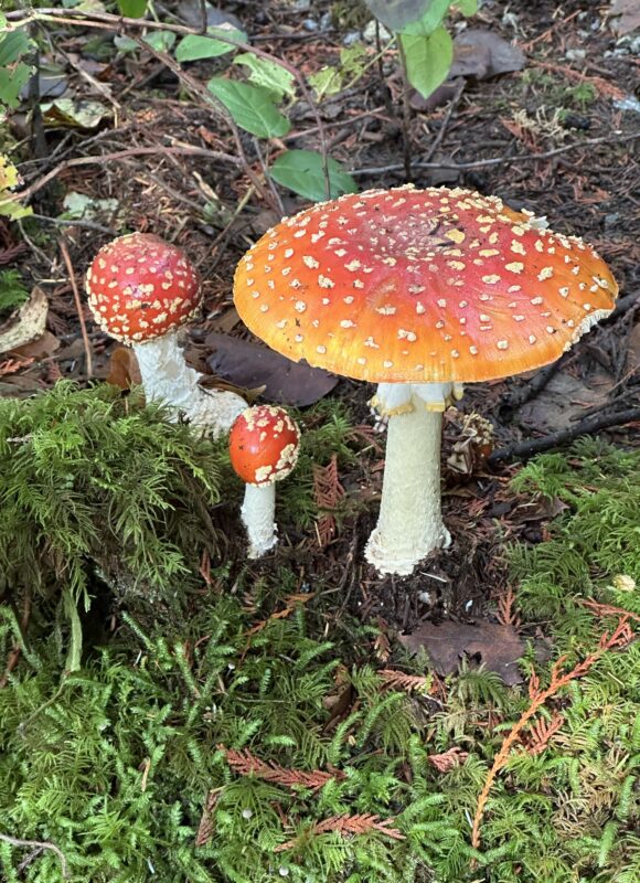 American Fly Agaric (Amanita muscaria ssp. flavivolvata) &copy; Tristan Lindren