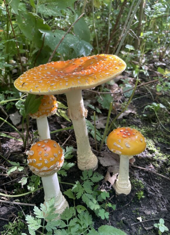 American Yellow Fly Agaric (Amanita muscaria var. guessowii) &copy; hobbiesera 